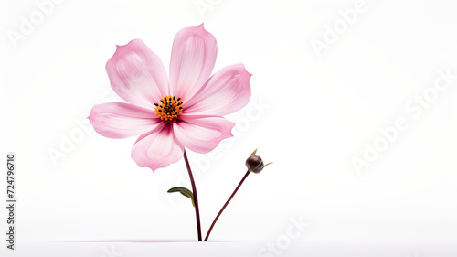 Pure white background with an isolated single flower spring background