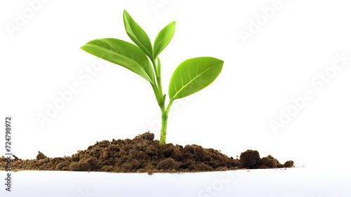 A young plant alone against a stark white background