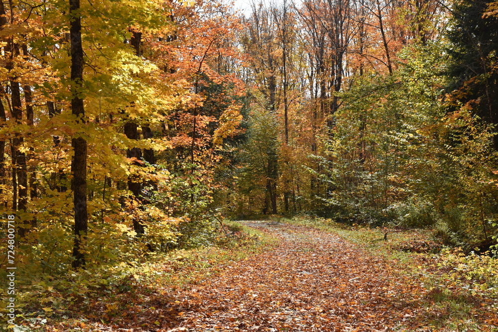 A country road in autumn, Sainte-Apolline, Québec, Canada