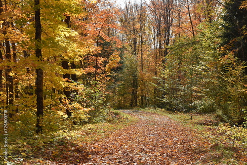 A country road in autumn, Sainte-Apolline, Québec, Canada