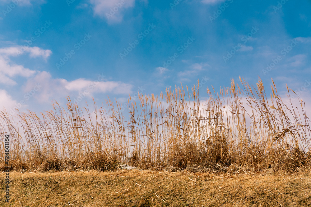 Fototapeta premium 갈대