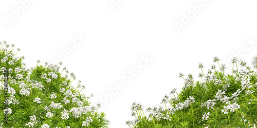 green grass on white