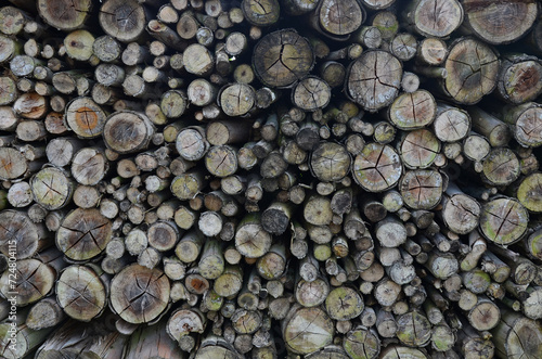 Top view of pile of cut wooden logs