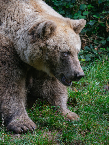 Wallpaper Mural Braunbär Torontodigital.ca