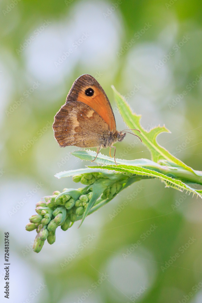 Fototapeta premium Gatekeeper butterfly, Pyronia tithonus, resting