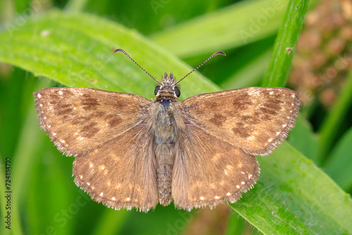 Dingy skipper Erynnis tages on purple lavender photo