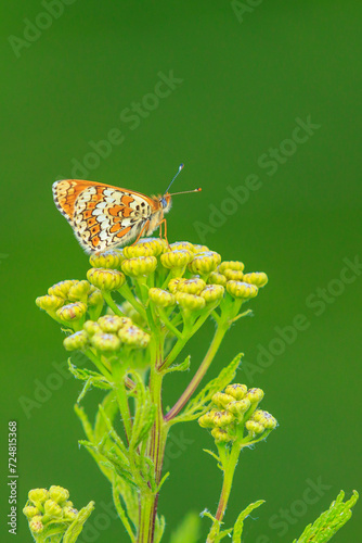 Glanville fritillary, melitaea cinxia, butterfly mating in a meadow photo