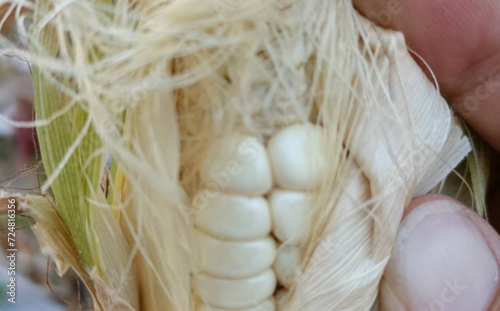 corn in hand