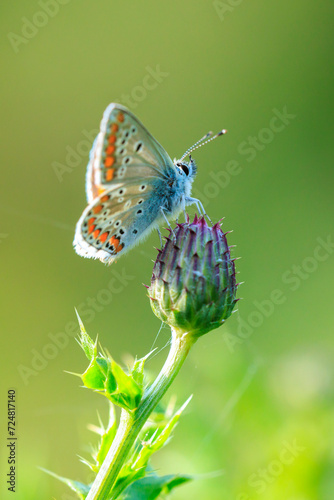  brown argus butterfly, Aricia agestis, top view, open wings photo