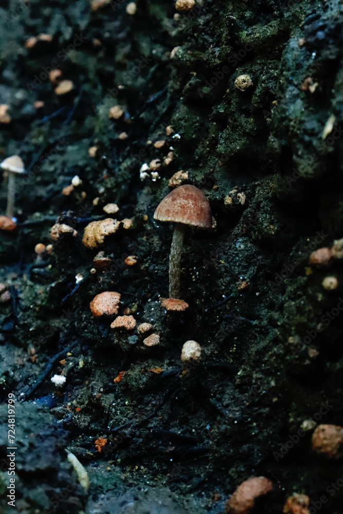Fototapeta premium Mushrooms with brown caps grow on the black soil left behind by burning. For wallpapers and backgrounds