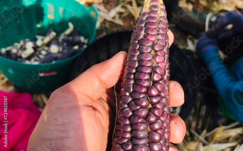 corn on the market