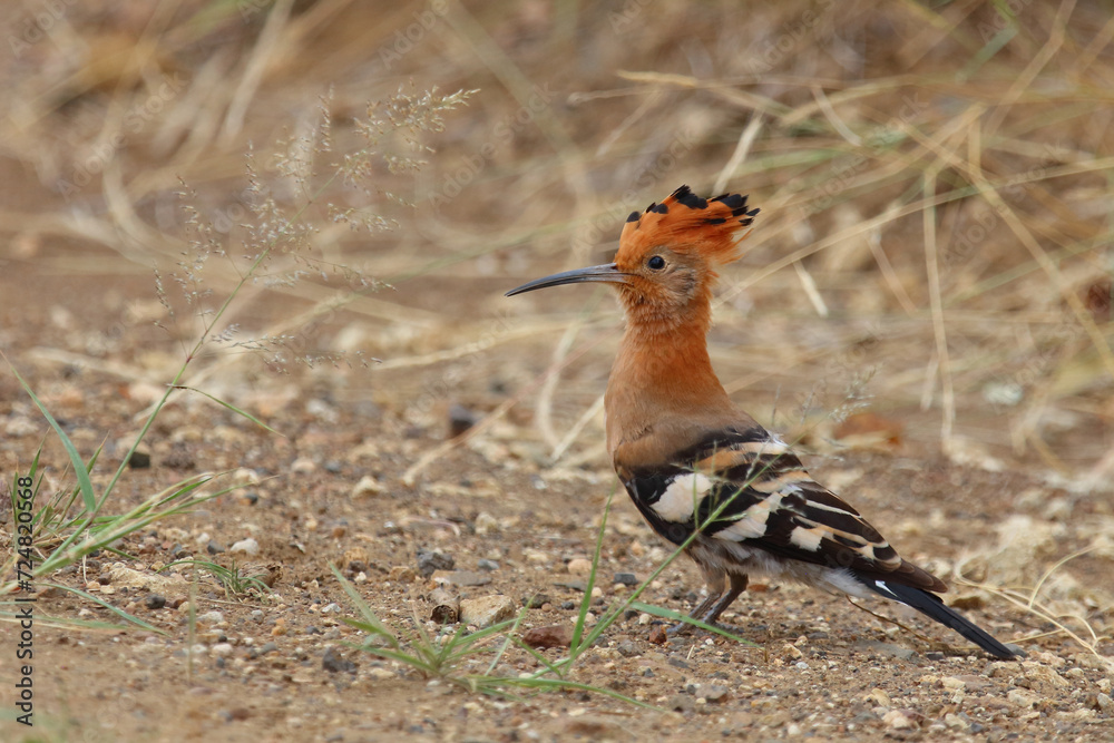 Afrikawiedehopf / African hoopoe / Upupa africana Afrikawiedehopf / African hoopoe / Upupa africana