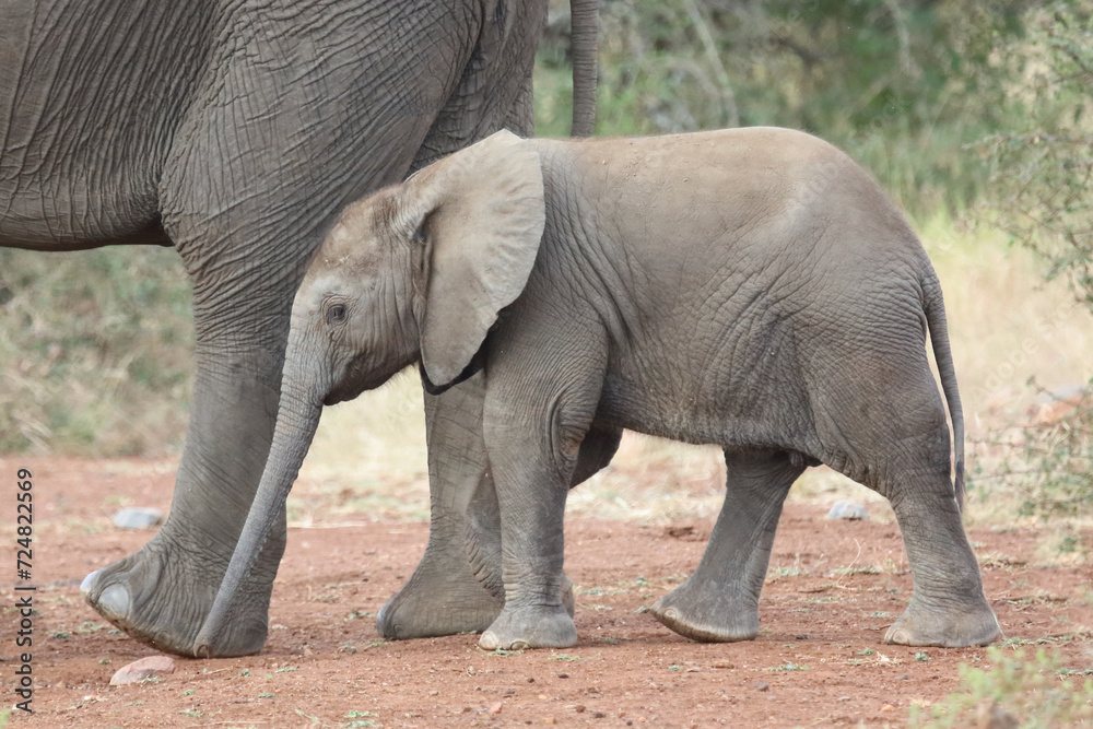 Fototapeta premium Afrikanischer Elefant / African elephant / Loxodonta africana