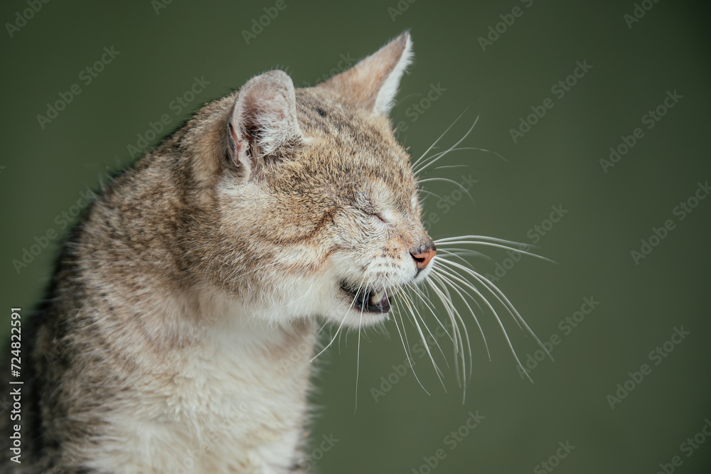 Blind cat posing in studio against green wall. Blind cat posing in studio against green wall.