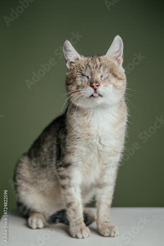 Fototapeta Naklejka Na Ścianę i Meble -  Blind cat posing in studio against green wall. 