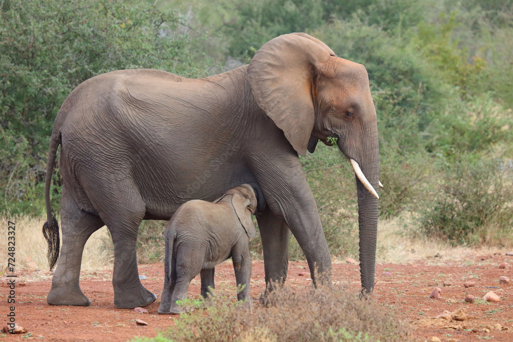 Obraz premium Afrikanischer Elefant / African elephant / Loxodonta africana