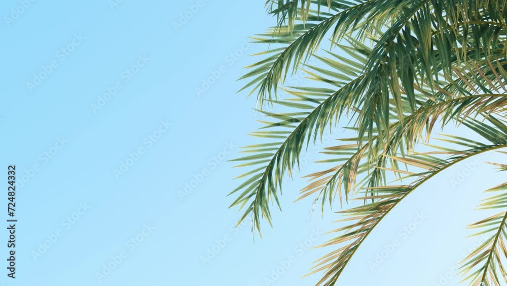 Summer background of Coconut Palm trees isolated on white background Row of trees in sunny day Natural background. palm leaves on the blue sky