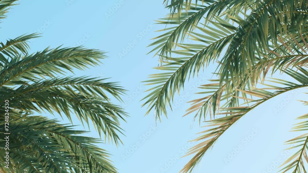 Summer background of Coconut Palm trees isolated on white background Row of trees in sunny day Natural background. palm leaves on the blue sky