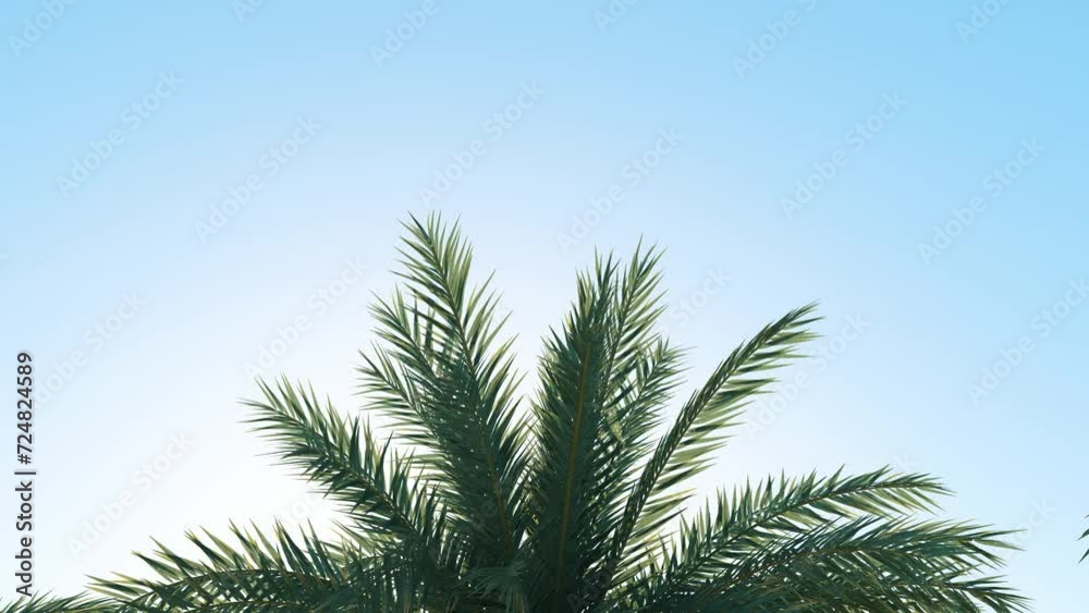 Summer background of Coconut Palm trees isolated on white background Row of trees in sunny day Natural background. palm leaves on the blue sky Summer background of Coconut Palm trees isolated on white background Row of trees in sunny day Natural background. palm leaves on the blue sky