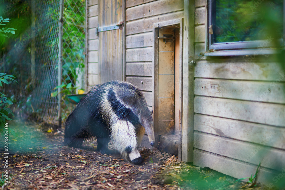 Giant anteater (Myrmecophaga tridactyla) in a zoo Giant anteater (Myrmecophaga tridactyla) in a zoo