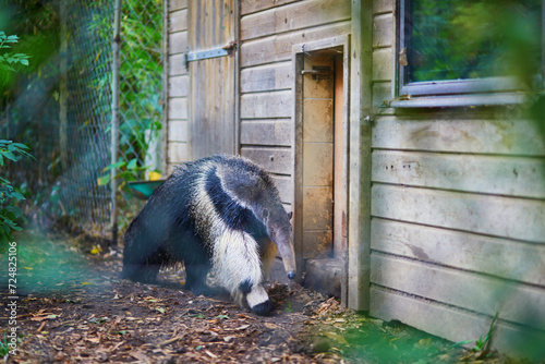 Giant anteater (Myrmecophaga tridactyla) in a zoo photo