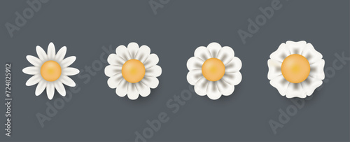 Camomile set. White daisy chamomile vector illustration.