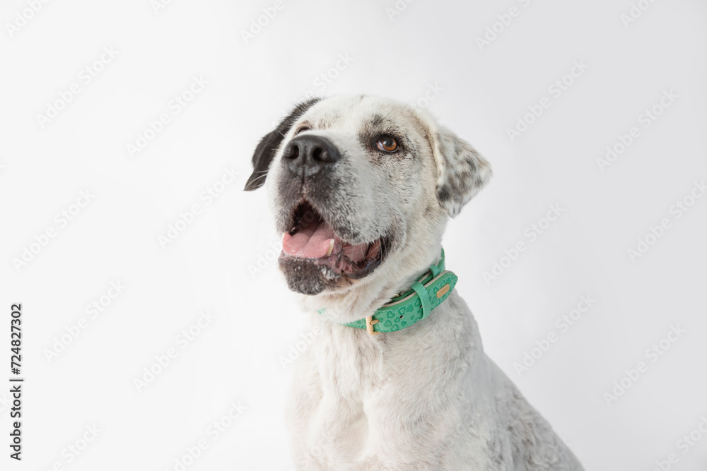 Adorable adopted white dog with one black ear posing in front of the camera. Adorable adopted white dog with one black ear posing in front of the camera.