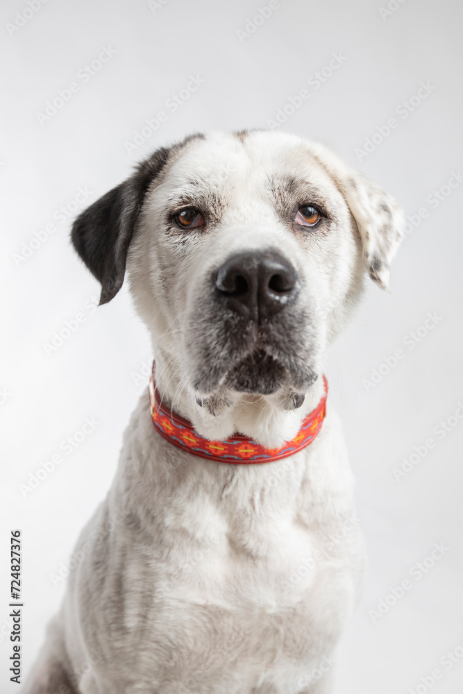Adorable adopted white dog with one black ear posing in front of the camera.