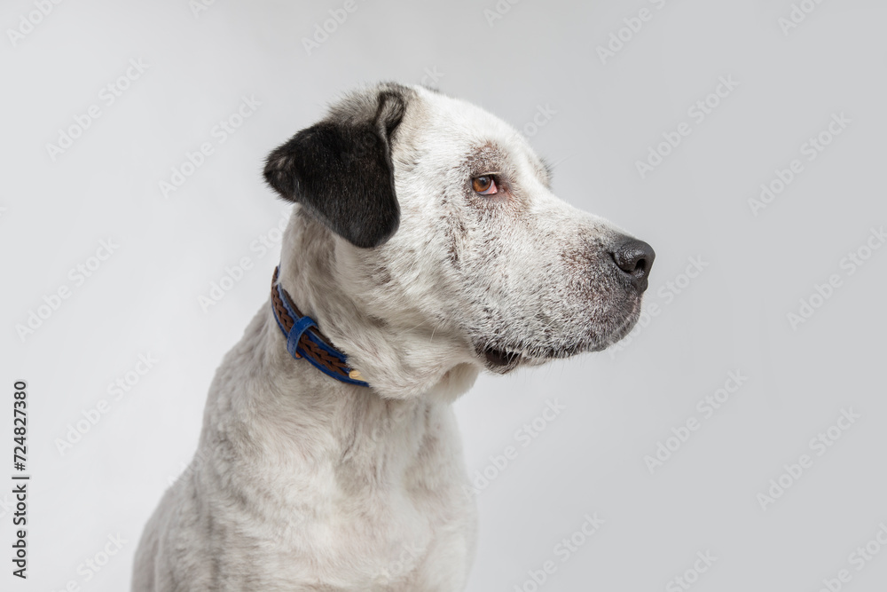 Adorable adopted white dog with one black ear posing in front of the camera. Adorable adopted white dog with one black ear posing in front of the camera.