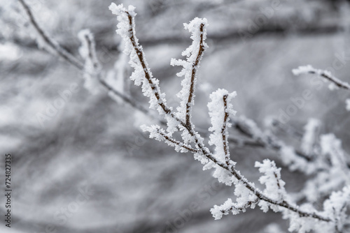 Перевод.Frost on a tree branch on a foggy winter frosty day.