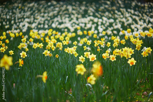 Many yellow narcissi in the grass on a spring day