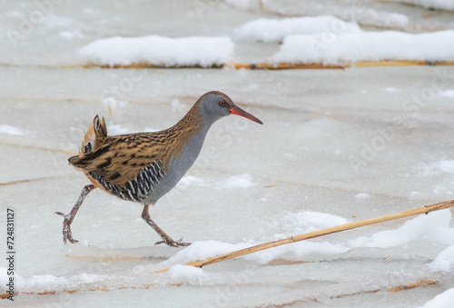 Water rail, Rallus aquaticus. A bird walks along a frozen river, looking for food