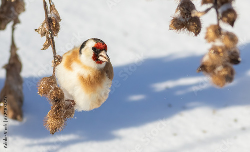 European goldfinch, Carduelis carduelis. A bird eats the seeds of a plant. Sunny winter day