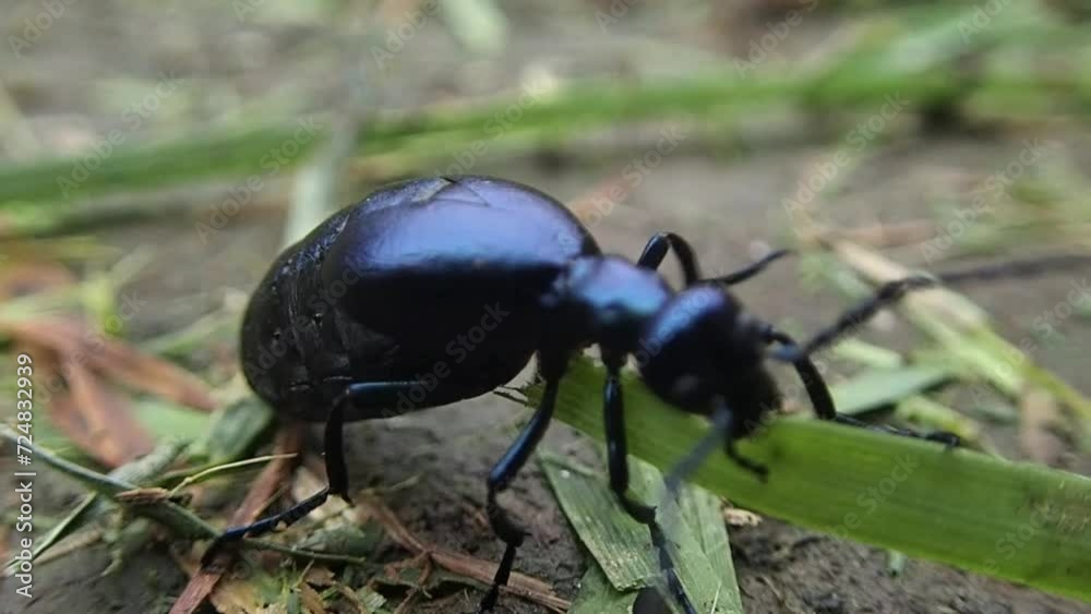 草を食べるツチハンミョウ 草を食べるツチハンミョウ