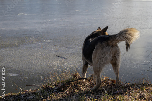 KYIV, UKRAINE - JANUARY 31, 2024: Very warm weather and sunshine on the last day of January. the dog is walking near the lake. she carefully stepped on the ice because there were ducks there. the dog  photo