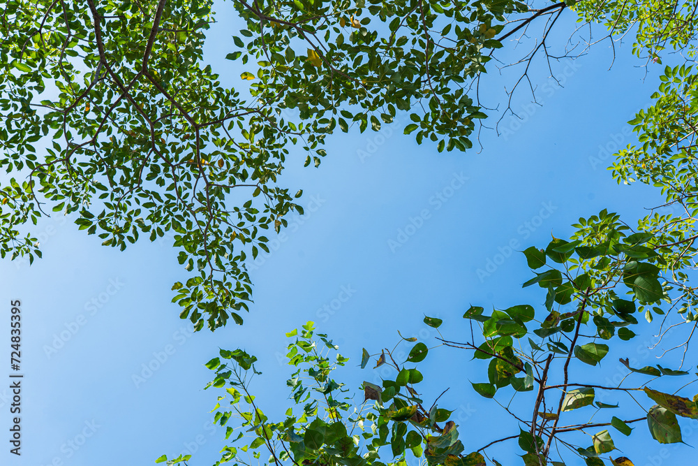 Sunlit Summer Forest with Green Leaves and Blue Sky Sunlit Summer Forest with Green Leaves and Blue Sky