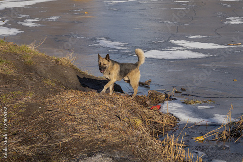 KYIV, UKRAINE - JANUARY 31, 2024: Very warm weather and sunshine on the last day of January. the dog is walking near the lake. she carefully stepped on the ice because there were ducks there. the dog  photo