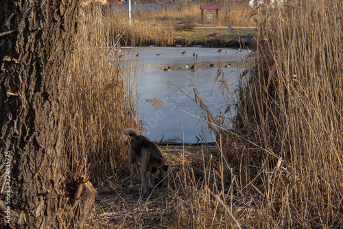 KYIV, UKRAINE - JANUARY 31, 2024: Very warm weather and sunshine on the last day of January. the dog is walking near the lake. she carefully stepped on the ice because there were ducks there. the dog  photo