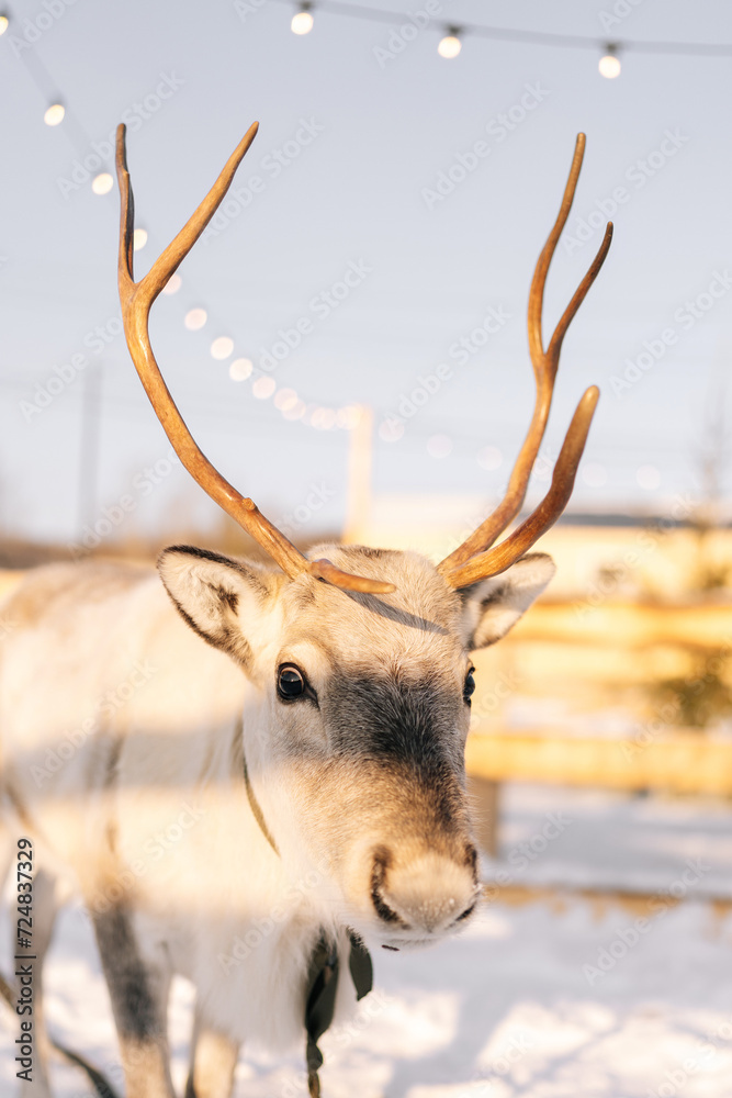 Closeup vertical portrait of cute little reindeer pasturing in snowy deer farm on winter frozen sunny day. Horned deer standing looking at camera, no people. Concept of tourist attraction.