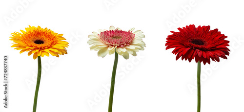 colorful gerberas on white isolated background