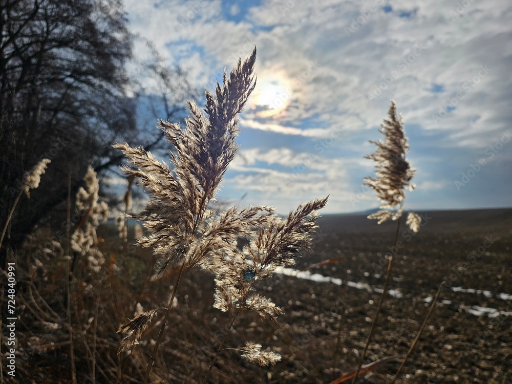Obraz premium tall grass