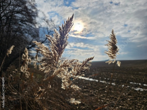 tall grass