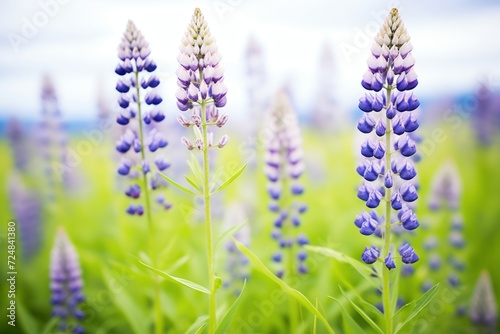 close-up of blooming purple lupine flowers in a field