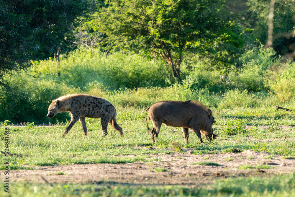 Hyène tachetée, Crocuta crocuta, Phacochère commun, Phacochoerus africanus, Parc national Kruger, Afrique du Sud Hyène tachetée, Crocuta crocuta, Phacochère commun, Phacochoerus africanus, Parc national Kruger, Afrique du Sud