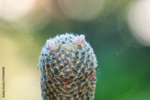 beautiful small cactus, natural light background, close up and selective ocus, photo