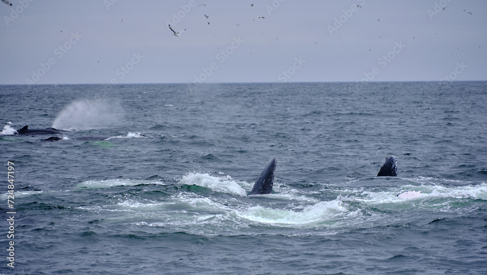 Fototapeta premium Humpback Whales feeding on Capelin on St. Vincent Beach in Newfoundland