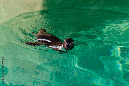 petit pingouin manchot, Marlneland, Antibes, France, 2023 