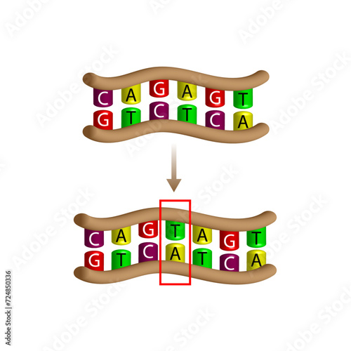 Insertion mutation, involves the addition of one or more nucleotides into a segment of DNA. Changing sequence of G and C, T and A on DNA strand. Genomics, Scientific design, Vector illustration.