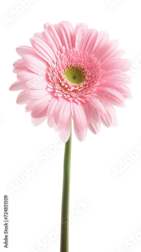 Pink Flower With Green Stem on Isolated on Transparent Background
