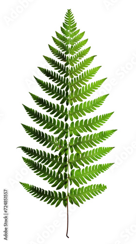 Close-Up of a Green Fern Leaf on a Isolated on Transparent Background